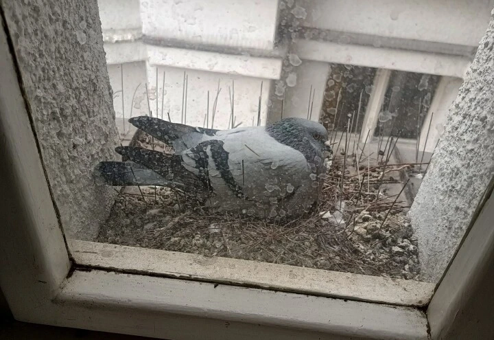 Holub sedí v hnízdě na parapetu skrz okno.