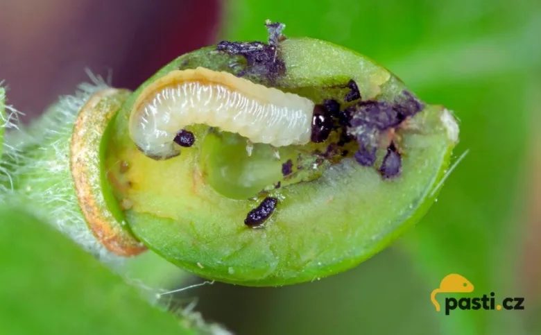 Bílá larva se živí uvnitř zeleného pupenu rostliny.