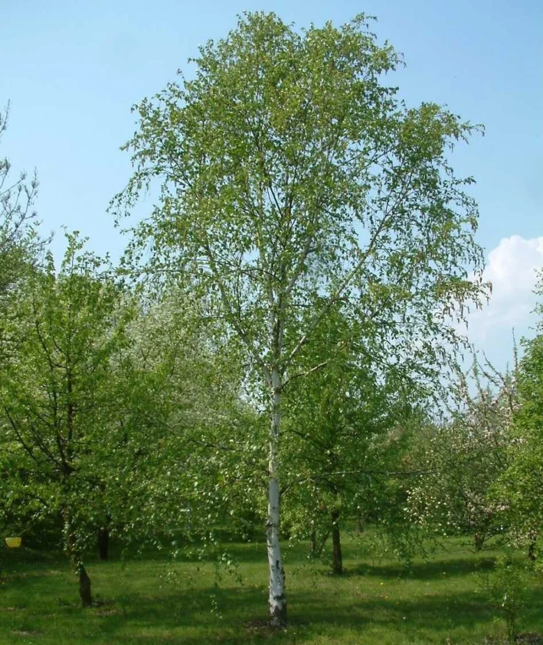 Březový strom v zahradě s zelenou trávou pod modrou oblohou.