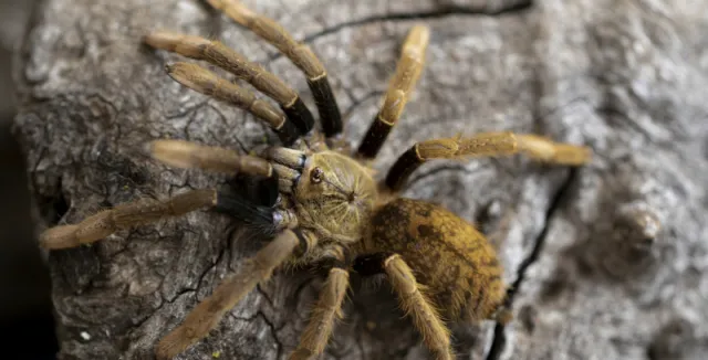 Tarantula spider on bark
