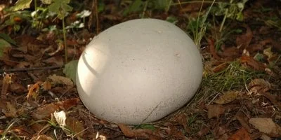 Obrovská bílá houba leží na zemi mezi listím.
