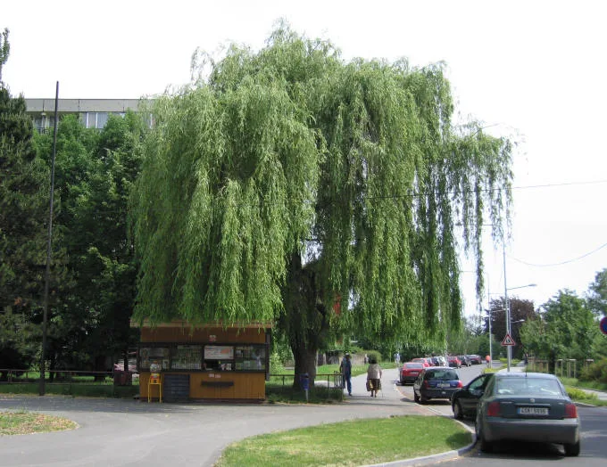 Velká vrba pláčová stojí vedle dřevěného kiosku na ulici.