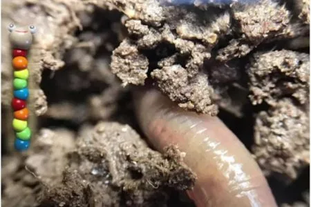 Earthworm in soil