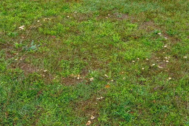 Mushroom circles in grass