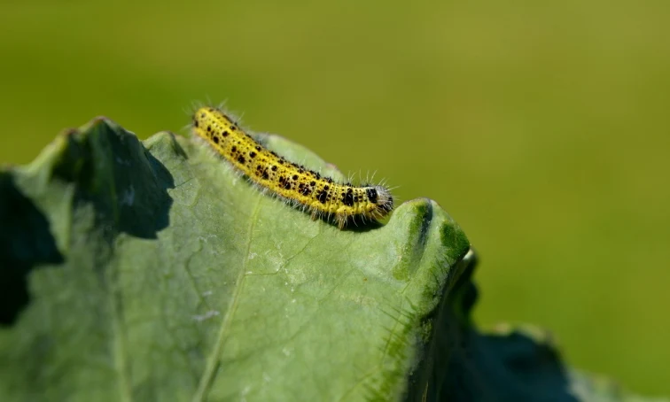 Žlutý motýlí larva na zeleném listu v zahradě.