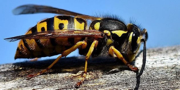 Wasp on wood