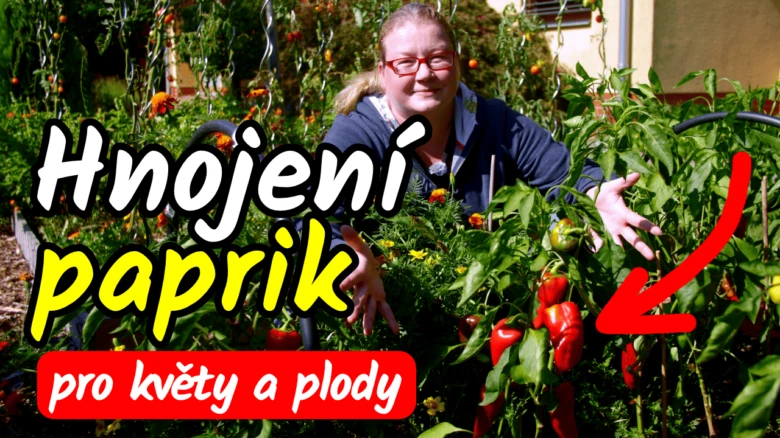 Žena stojí mezi paprikami v zahradě s červenými plody.