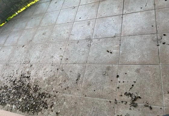 Ptáčí trus na dlažbě před čištěním bez poškození povrchu.