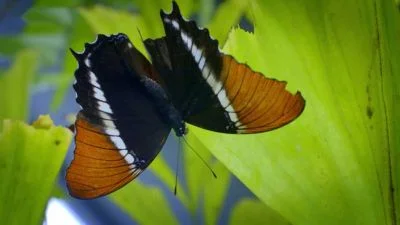 Butterfly on leaf
