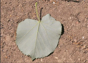 Lime tree leaf on soil