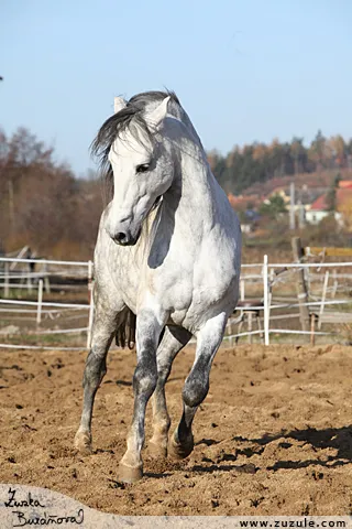 Bílý kůň s roan srstí stojí na zemi v ohradě.
