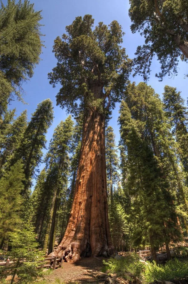 Obrovský strom Sequoiadendron giganteum v lesu s dřevěnými zábradlím.