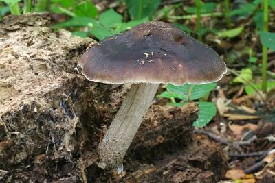 Hnědá podzimní houba rostoucí na dřevěném kmeni v lese.