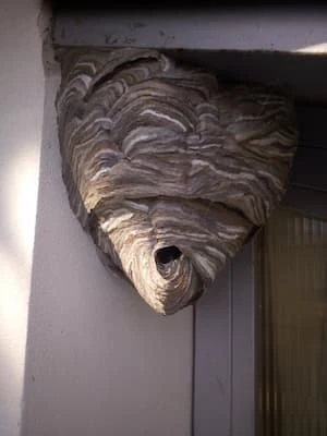Vosí hnízdo přichycené pod okapem domu.