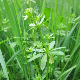 Sticky plant in grass
