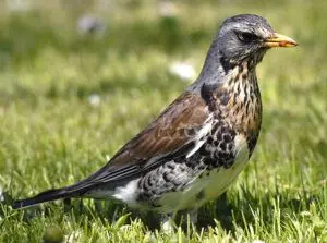 Thrush bird on grass