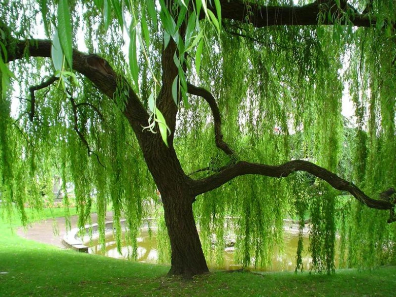Vlastnosti a typy smuteční vrby s popisem a fotografiemi