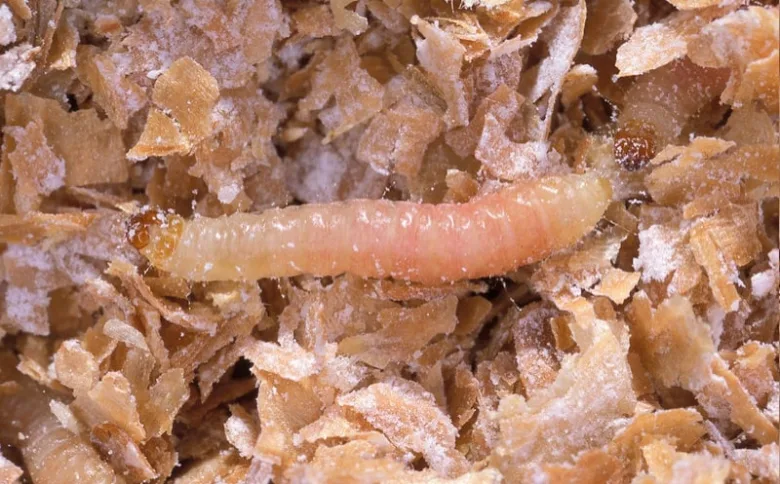 Bílá larva molice mezi dřevěnými štěrbinami.