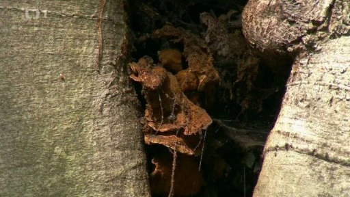 Parazitická houla rostoucí v trhlině kůry stromu.