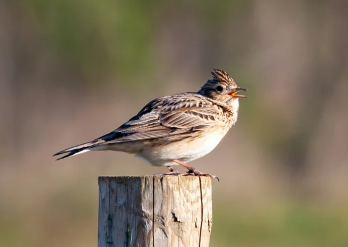 Small brown bird singing
