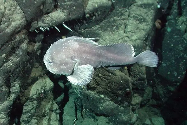 Hlubokomořský rybák plavající u skalnatého dna oceánu.