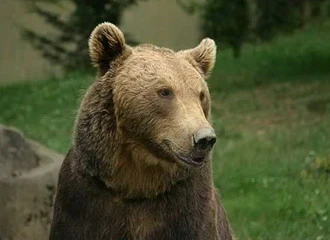 Brown bear