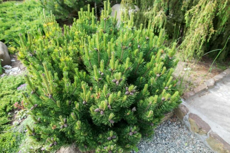 Pine shrub with cones