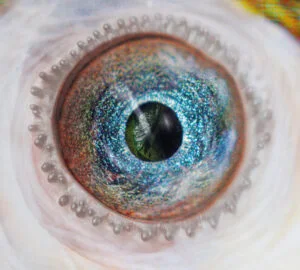 Pigeon eye close-up