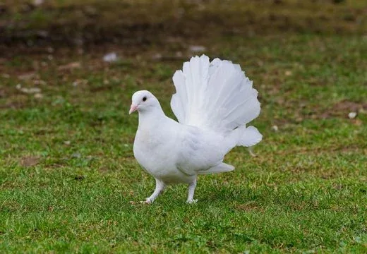 Bílý holub s rozkrojeným ocasem stojí na trávě.