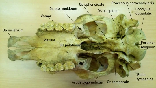 Anatomie koně: lebka odspodu se značenými kostmi.