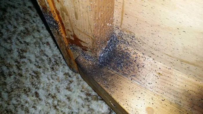 Fotografie štěnic na dřevě s tmavými skvrnami po výkalech.