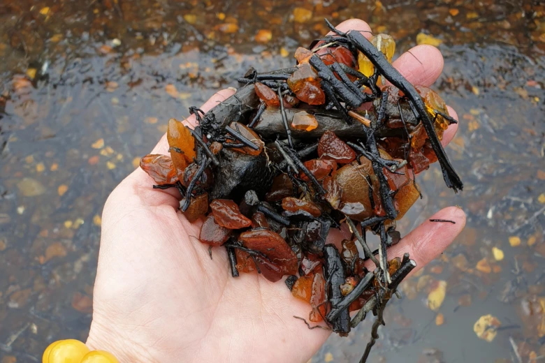 Ruka drží kusy jantaru s příměsí organického materiálu po těžbě.