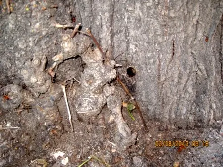 Poškozený kmen stromu s jasnými znaky poškození herbicidem.