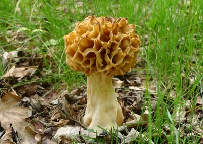 Yellow morel mushroom