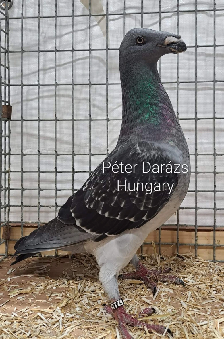 Šedý poštovní holub v kleci s lesklým hrdlem.