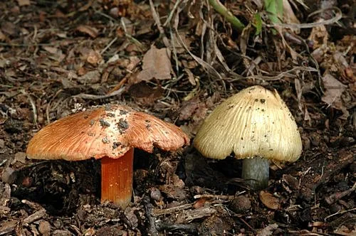 Dvě houby s oranžovým a žlutavým kloboukem rostoucí na lesní zemi.