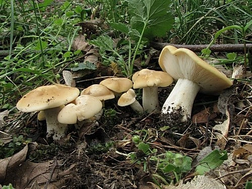 Skupina žlutých hub rostoucích mezi zelenou vegetací a listím.