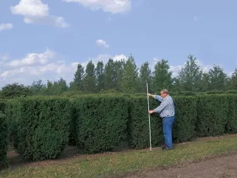 Muž stříhá vysoký tisový živý plot na zahradě.