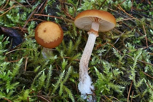 Dvě houby s hnědým kloboukem rostoucí na mechu v lese.