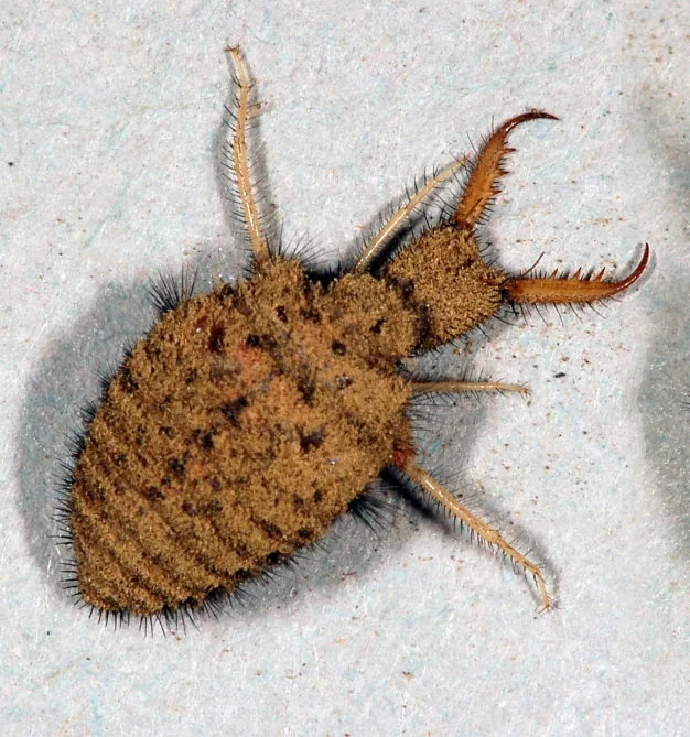 Hmyzí šáranec - larva s velkými čelistmi.