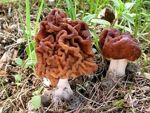 Morel mushrooms in forest floor