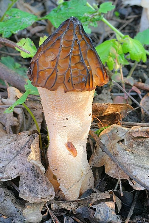 Foto houby morily rostoucí mezi listím v lese.