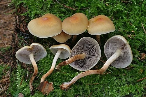 Skupina hub s hnědým kloboukem rostoucích v mechu.